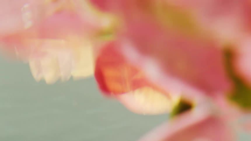 Pink flower partially submerged in crystal clear water