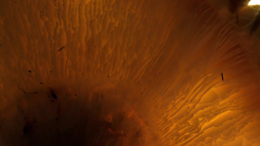 Extreme close up of a sliced fruit