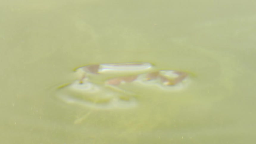 A flower sinks in the water