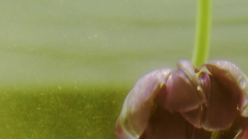 A flower is dunked underwater