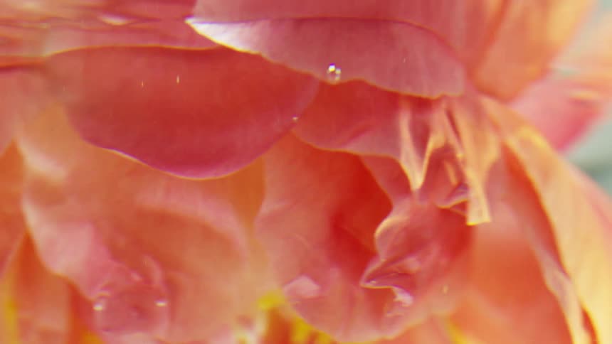 Sunlight bounces off a watery surface unto the layered pink petals of a floating flower
