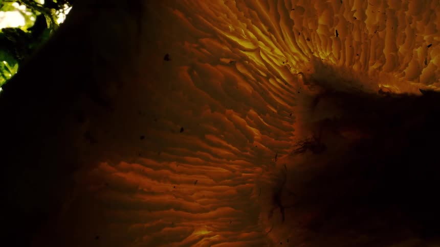 The mushroom is in the dark
