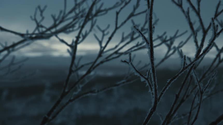 The branches are covered in frost
