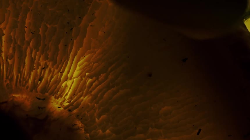 Flecks dot the gills of a mushroom during the daytime