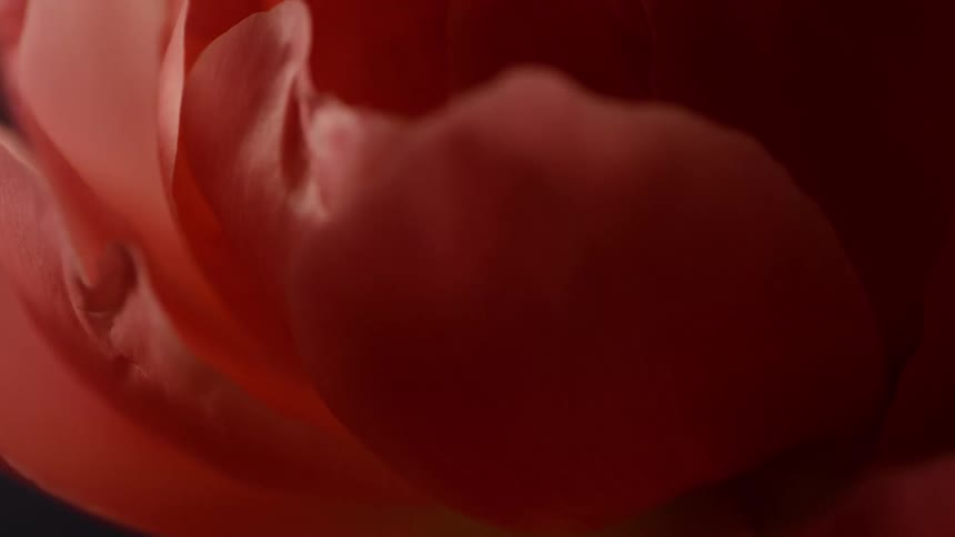 Extreme close up on pink petals of a flower