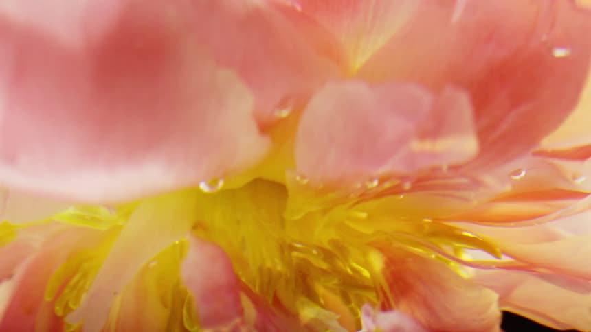 Pink flower submerged in water