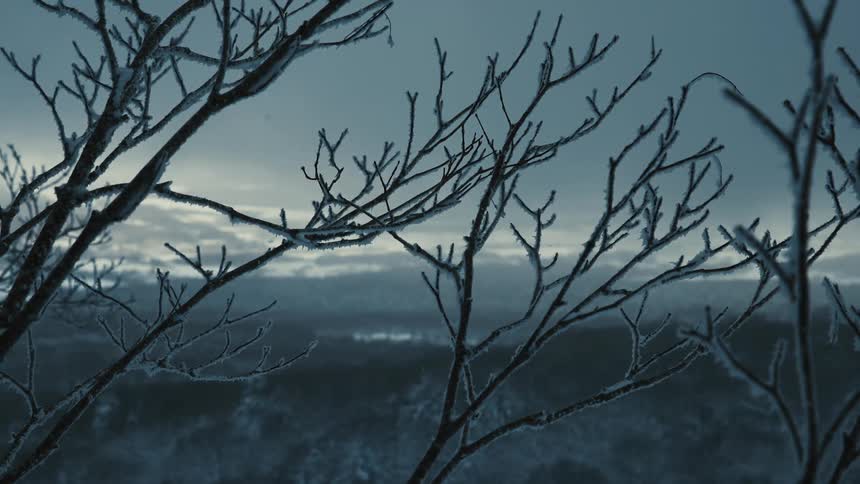 Branches of a tree with snow