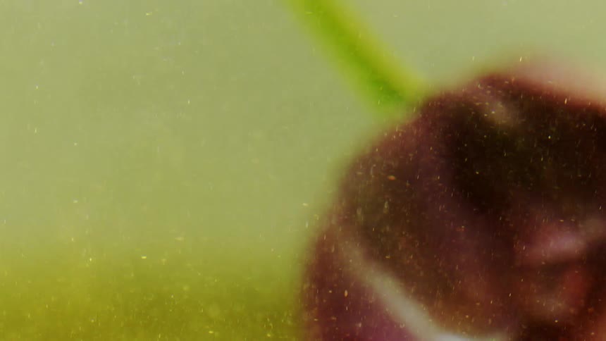 Closeup of a flower submerged in water