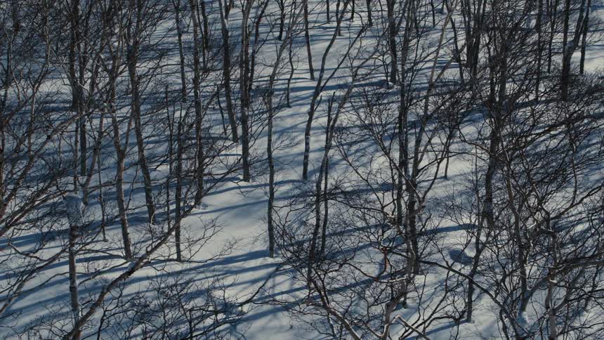 A forest filled with leafless trees during winter with the ground covered in snow under the bright midday light