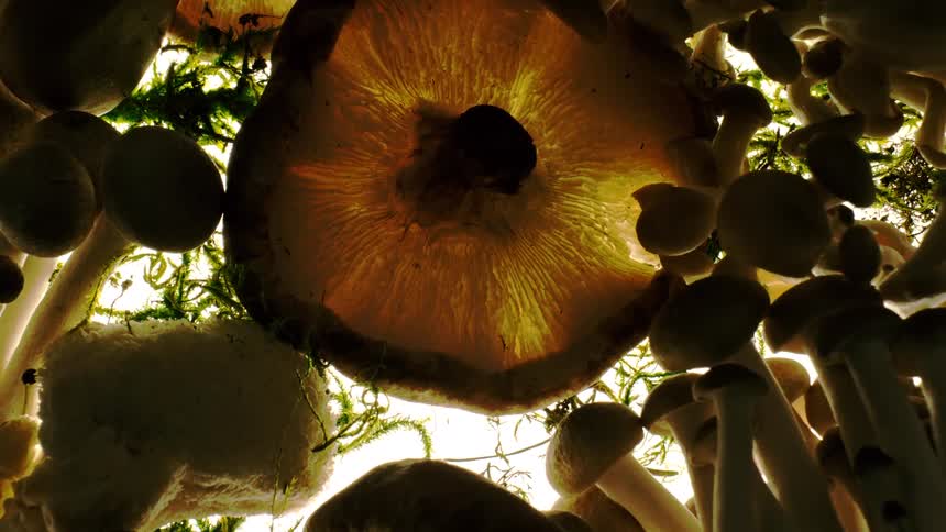 Close up of mushrooms of different sizes