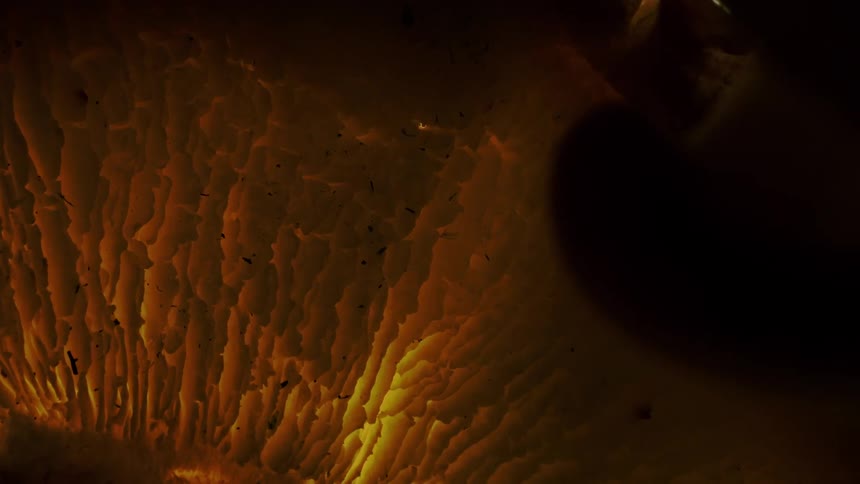 Extreme close up of the underside of a mushroom