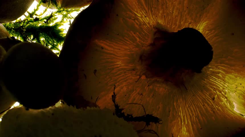 A variety of mushrooms with light stems and dark caps are seen from a low angle silhouetted against a bright background with bits of moss interspersed among them