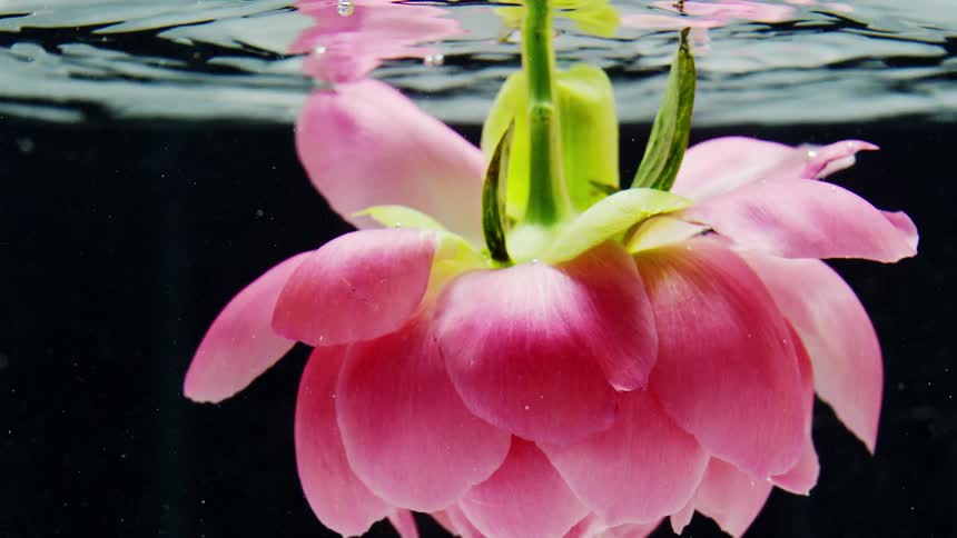 A lotus flower is slowly dunked into water captured from below the surface as its petals ripple through the entry point and descend in a glowing graceful motion