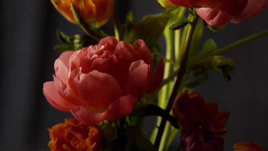 A closeup shot pans down a beautiful bouquet of pink and orange peony flowers with a small green beetle crawling on a petal