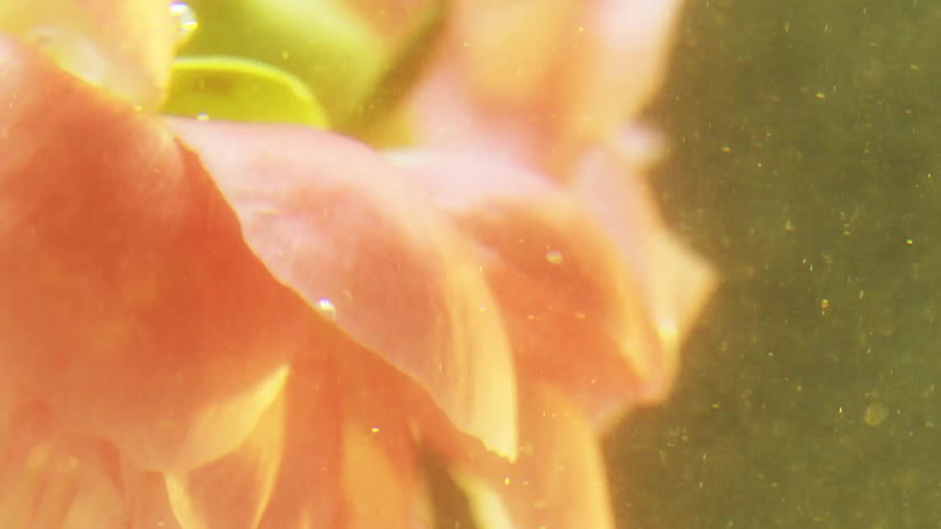 Pink flower submerged in water