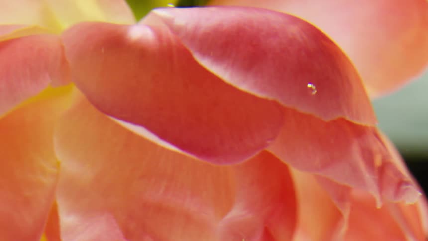 Layered pink petals of a rotating flower are illuminated by reflective sunlight as it bounces off a watery surface