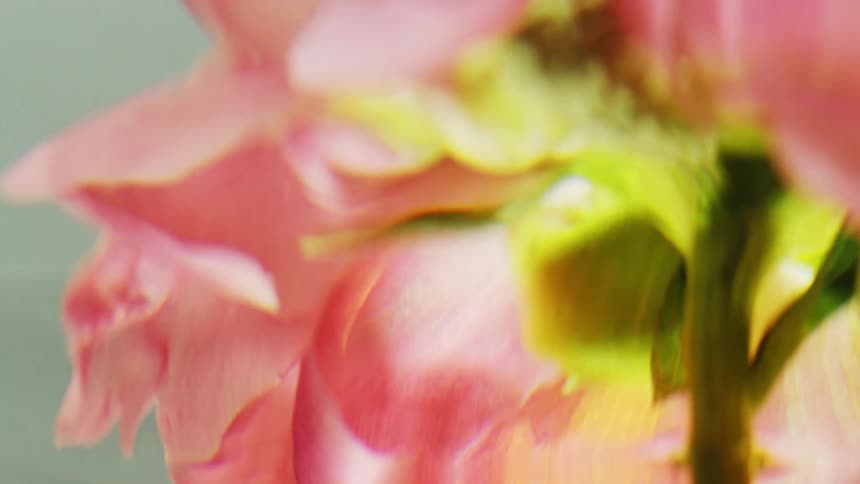 Mirror reflection of a pink flower in clear waving water
