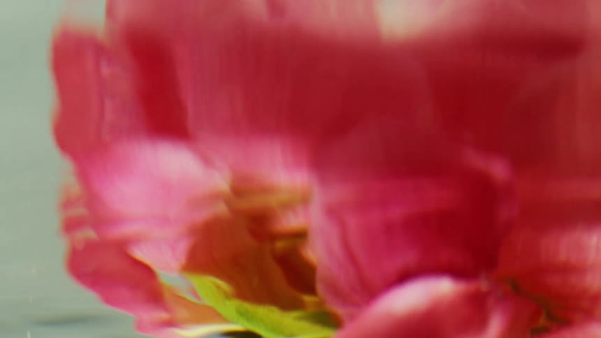 Close up of a pink flower in water