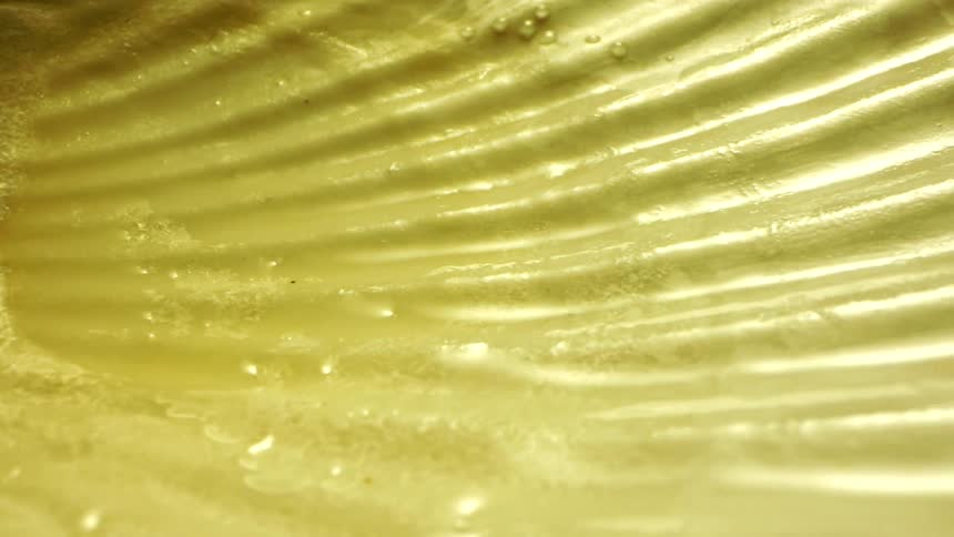 Close up of a shell with details and wet