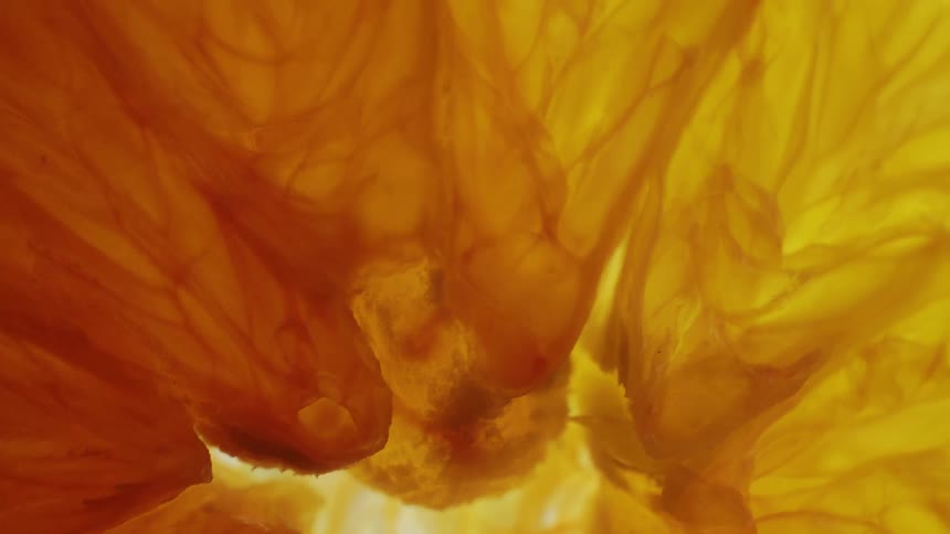 A backlit slice of orange reveals translucent segments and radiating veins in vivid shades of orange and yellow