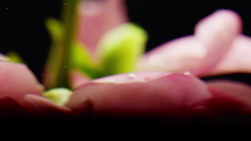 Drops of water fall on the pink flower