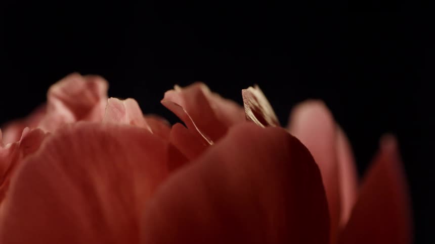 Closeup of flower petals shaking in the wind against a black background
