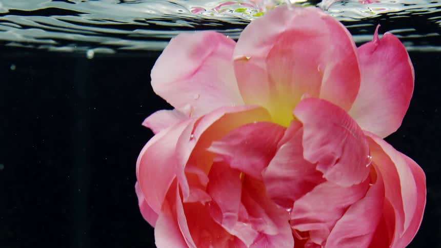 A vibrant pink flower is submerged in clear water with water droplets visible on its petals and a dark background
