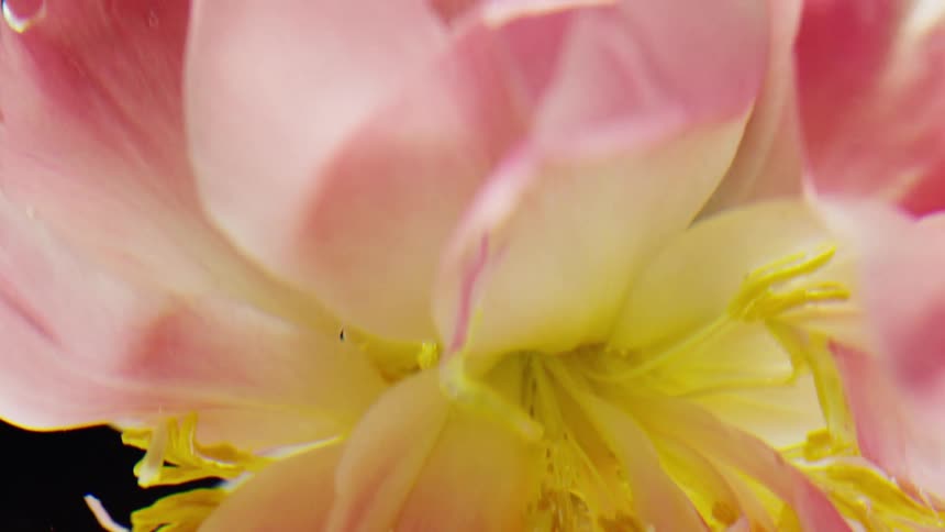 Extreme close up of a pink flower being dunked in water