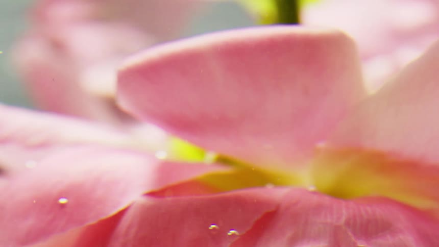 A flower floating on the surface of a pool of water under the bright midday sun