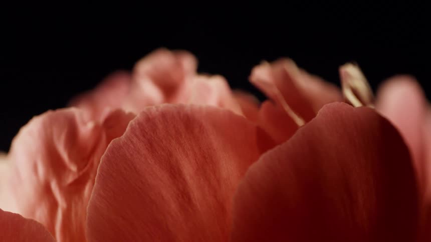 A vibrant pink flower petal with a smooth texture in a closeup against a dark background highlighted by light from the right