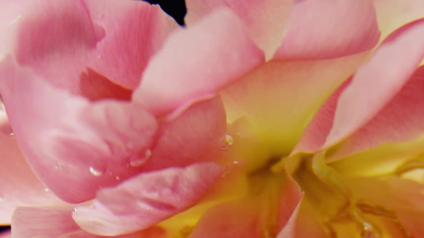 The delicate pink petals and vibrant yellow center of a flower adorned with tiny water droplets against a dark blurred background