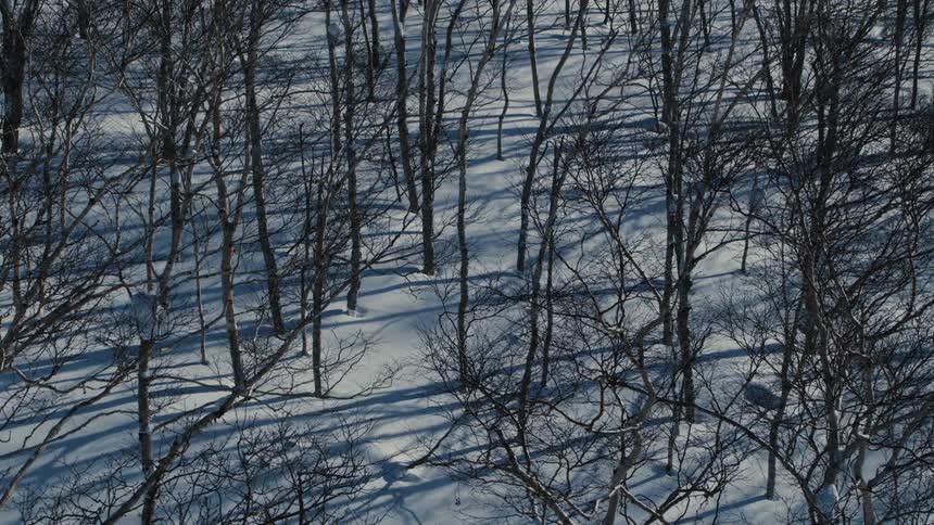 A forest of barren trees in winter