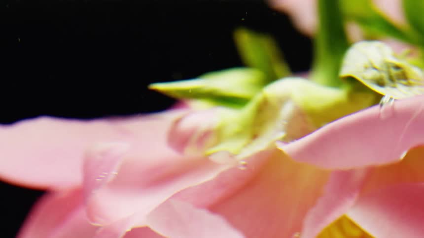 The pink flower dunks under the clear water