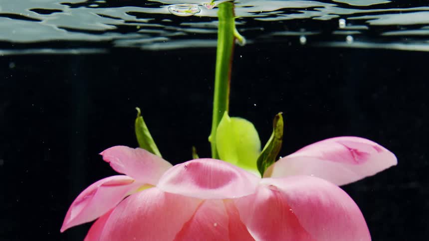 A pink peony is dipped straight down into clear water and pulled back up to the surface