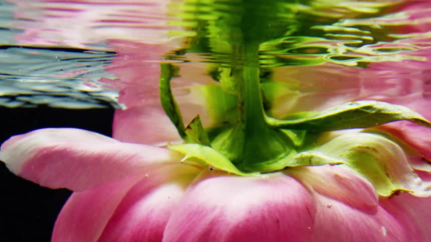 The pink flower is spinning under the surface of the water