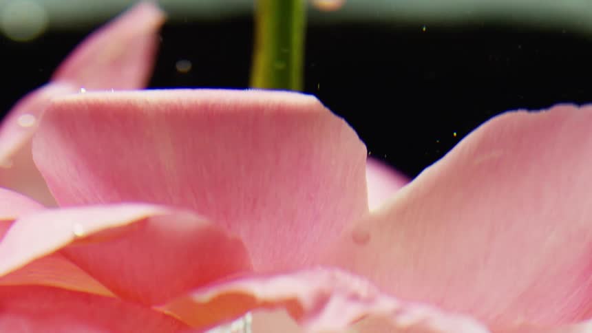 A plant with pink petals being submerged under water in a container with a dark background