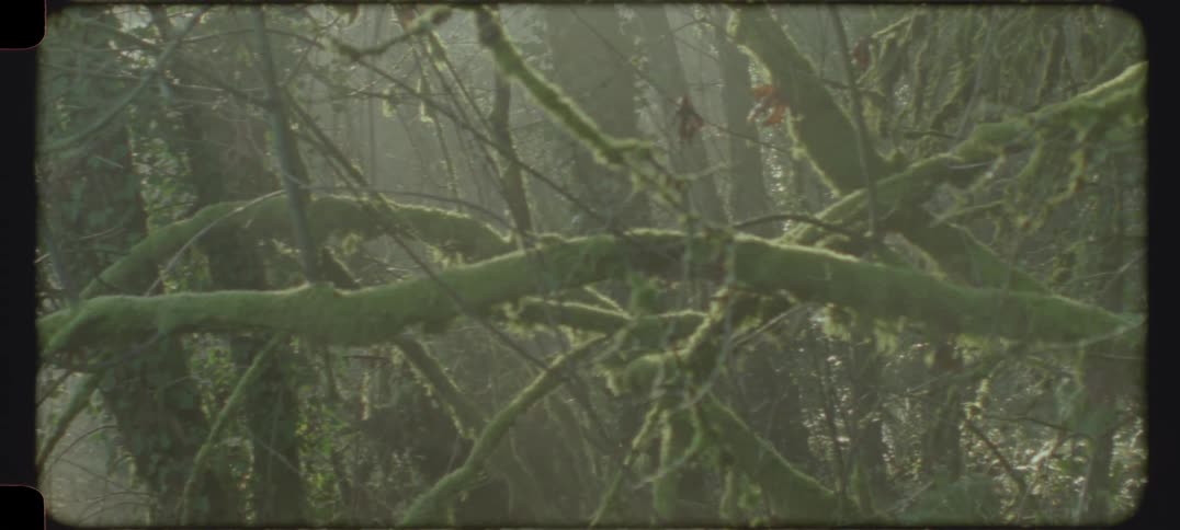 A misty forest scene with leafless mossy branches entangling thick ivycloaked tree trunks