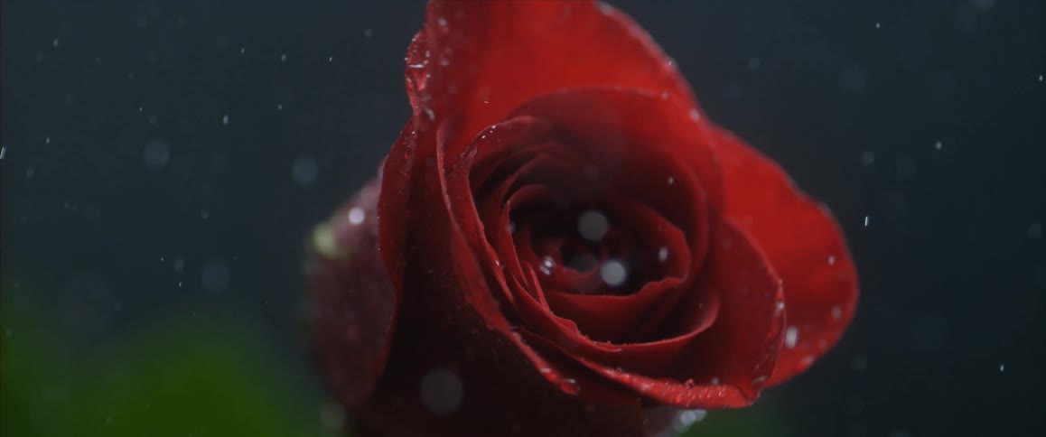 A rose being watered in slow motion