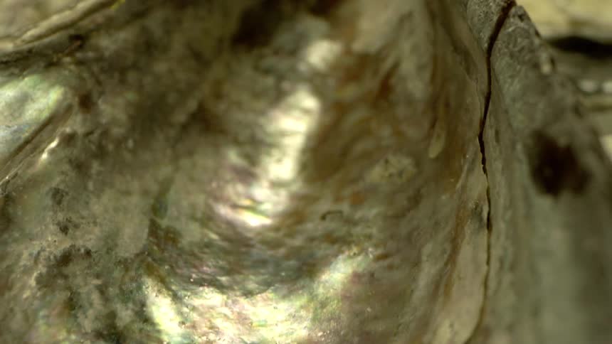 Natural shell coated with mother of pearl lies on the sand during the daytime