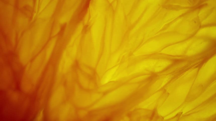 A slow pan moves from the outer rim of a backlit orange slice toward its glowing center revealing illuminated pulp and juicy citrus detail