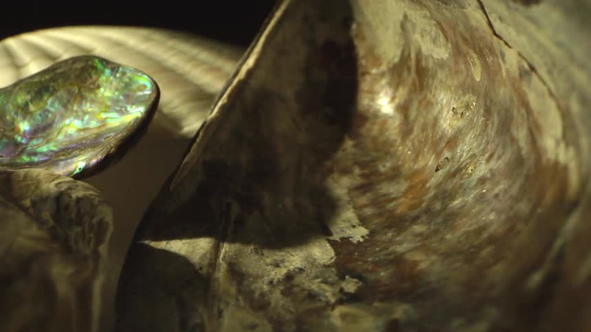Lights flash on the sea shells