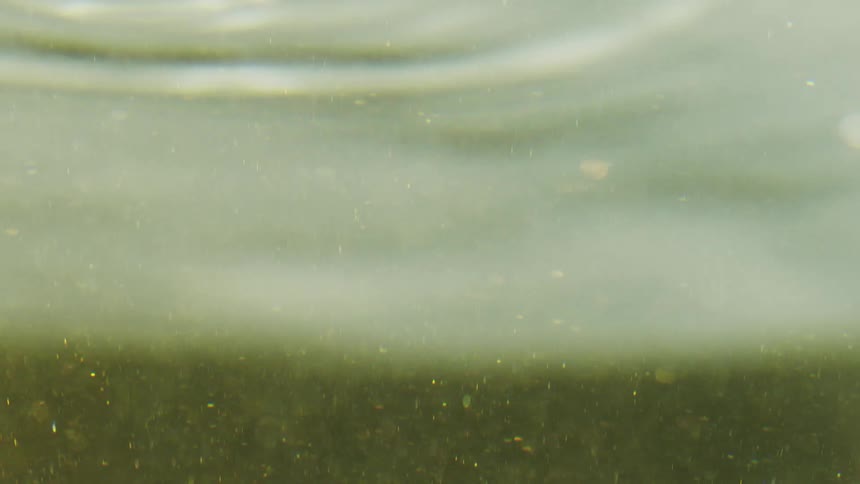 Just beneath the surface sediment particles drift gently in sunlit water as rays of light shimmer through the moving surface above