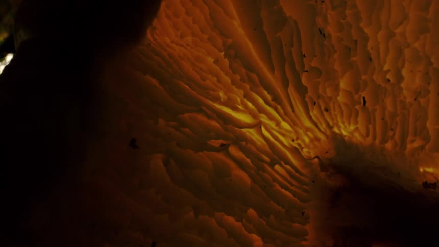 A mushroom cap is in the dark