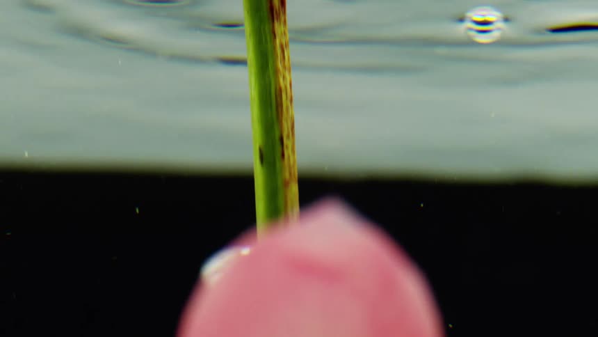 A pink flower twists downward in slow motion as it breaks the waters surface from above its bloom glowing briefly before only the stem remains and is gently pulled back out
