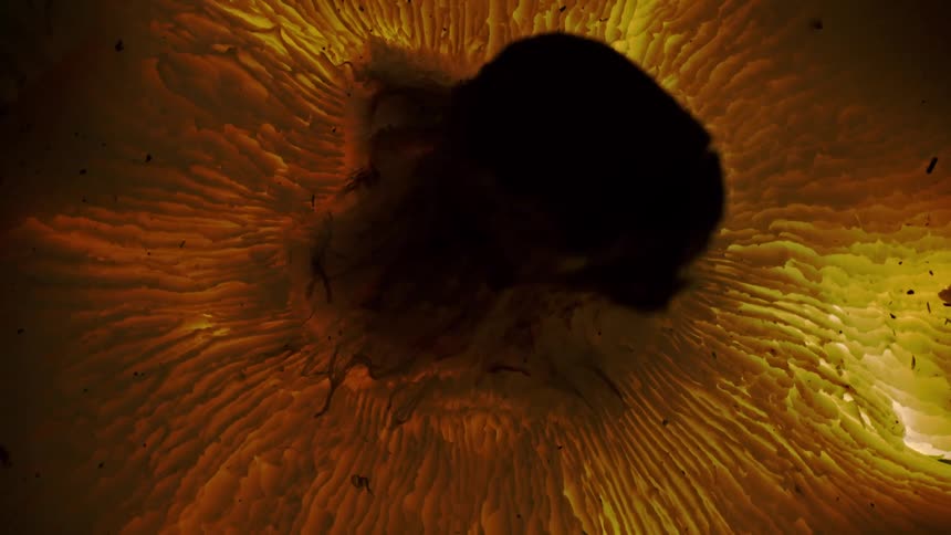Zooming in on the underside of a mushroom