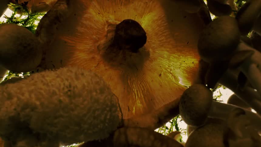 A variety of mushrooms are shown from below highlighting their diverse shapes sizes and textures against a light background