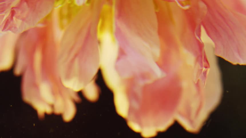 Closeup of soft pink flower petals glowing in warm natural light