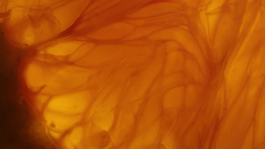 Light fades out behind the translucent juice vesicles of an orange citrus fruit viewed closeup