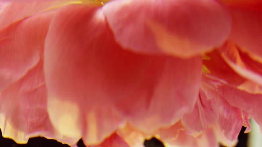 Reflective yellow light bounces off the petals of an upside down pink flower as it spins