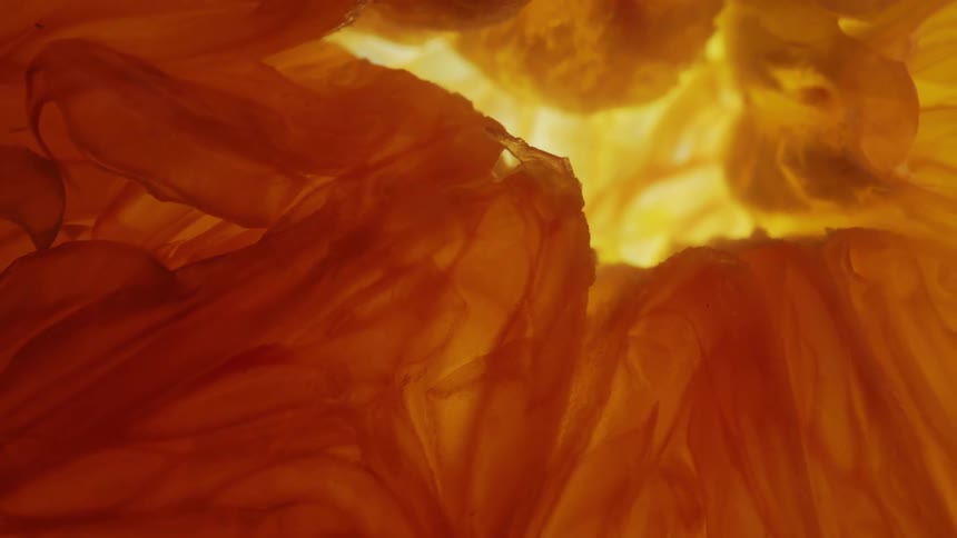 A highly magnified flowers yellow petals show its silklike texture close up